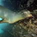 lion_sea_galapagos_cou_v_0202_ecu1307.jpg